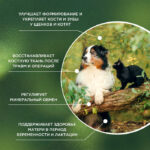 ProPhyto Osteoplus кормовая добавка для собак и кошек для здоровья зубов и костей 40 таблеток — изображение 2